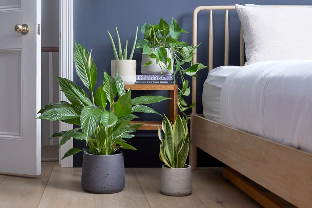 3 2 Put Plants On Your Bedside Table Min 